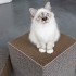 I Love Happy Cats Freya Cardboard Scratcher