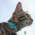 Kittyrama Cat Collar Aqua